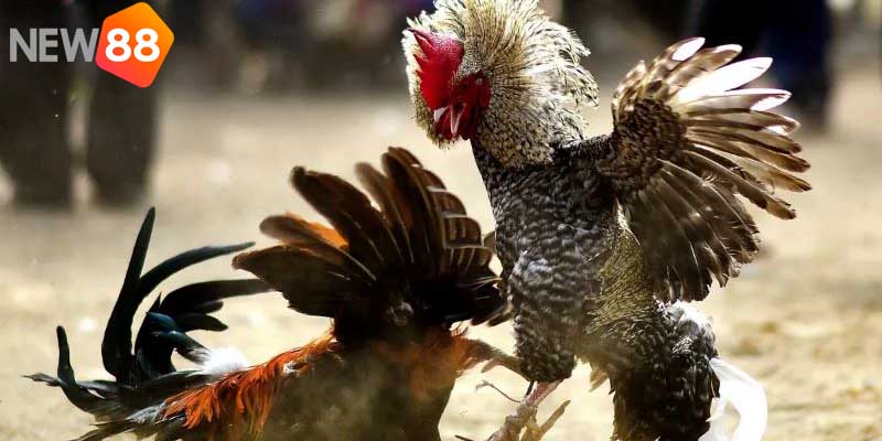Đá gà Thomo có gì nổi bật hơn so với các trường gà khác?