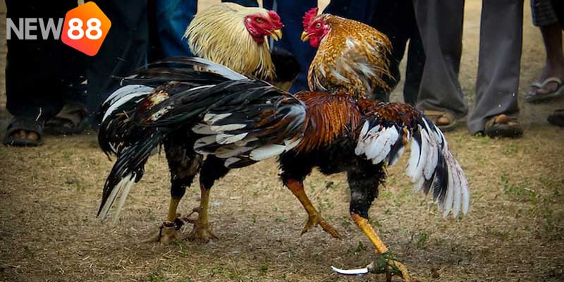 Đá gà cựa sắt là gì?