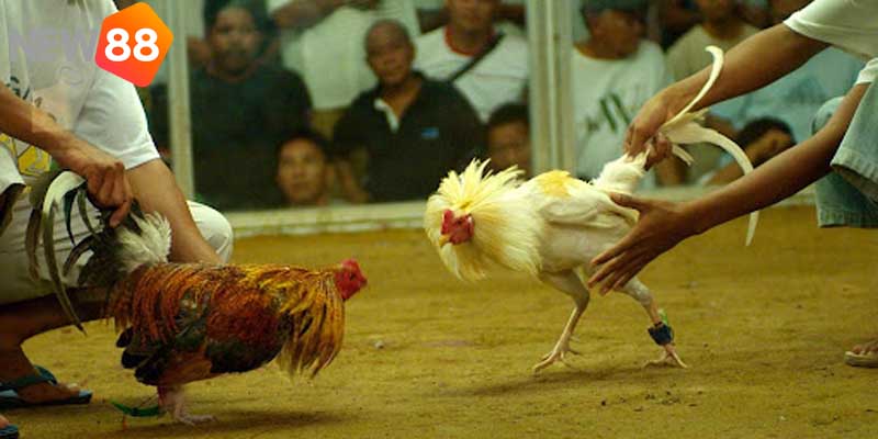 Hướng dẫn chi tiết cách chuẩn bị cho chiến kê thi đấu hiệu quả