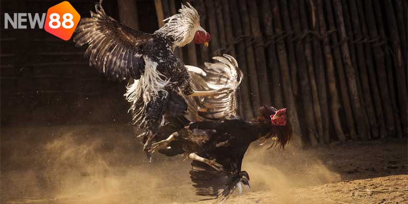 Tìm hiểu các yếu tố ảnh hưởng đến trận đấu chọi kê